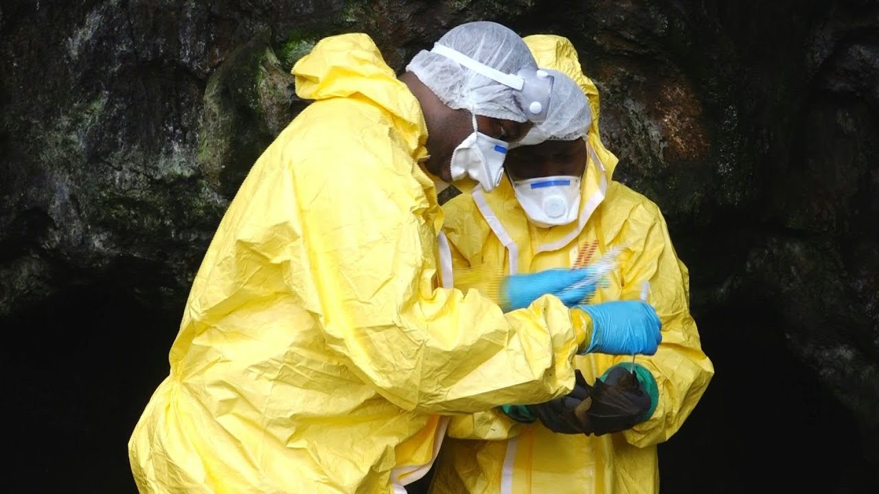 Virus hunters delve into Gabon forest in search for next threat | AFP