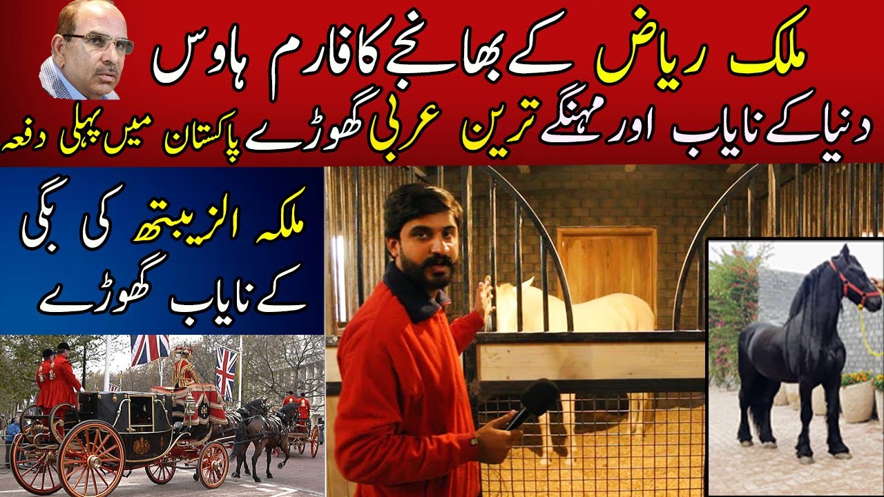 Farmhouse in Lahore Which has Expensive Quarter Horse, Friesian Horses