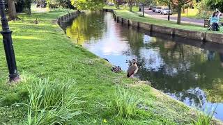 Protective Egyptian goose parents and their cute chicks 🥰