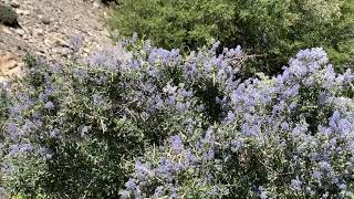 Ceanothus (California Lilac) and the native insects it attracts