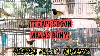 TERAPI SOGON MACET BUNYI !! AWAS JADI GACOR..     #terapisogon #pancingansogon #pancingansogokontong