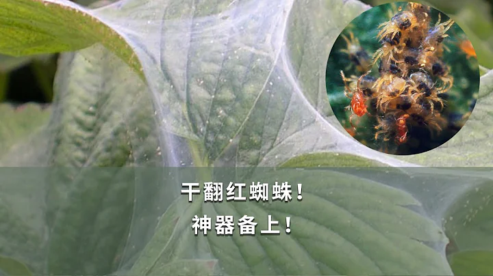 干翻紅蜘蛛！神器備上！ - 天天要聞