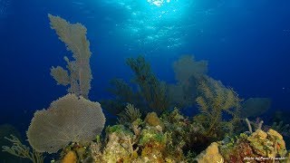 diving in the Bahamas 2018