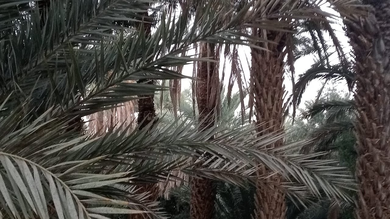 جولة في واحات تاديغوست قصر موي