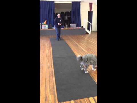 kizzy-learning-an-emergency-stop---abbey-dog-training