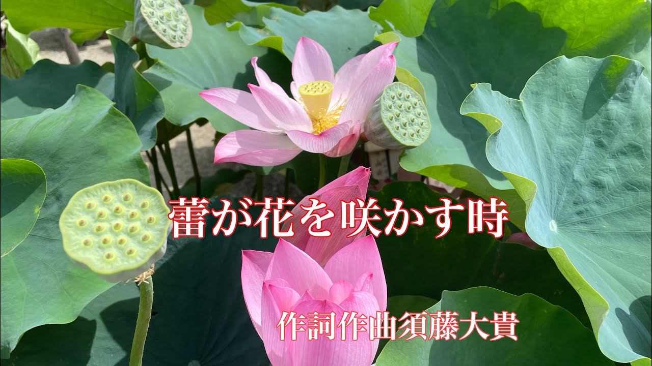 蕾が花を咲かす時 Youtube