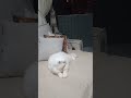 #shtos #animais #petsfofinhos #youtubeshorts #youtubeshorts #gatos #pets #