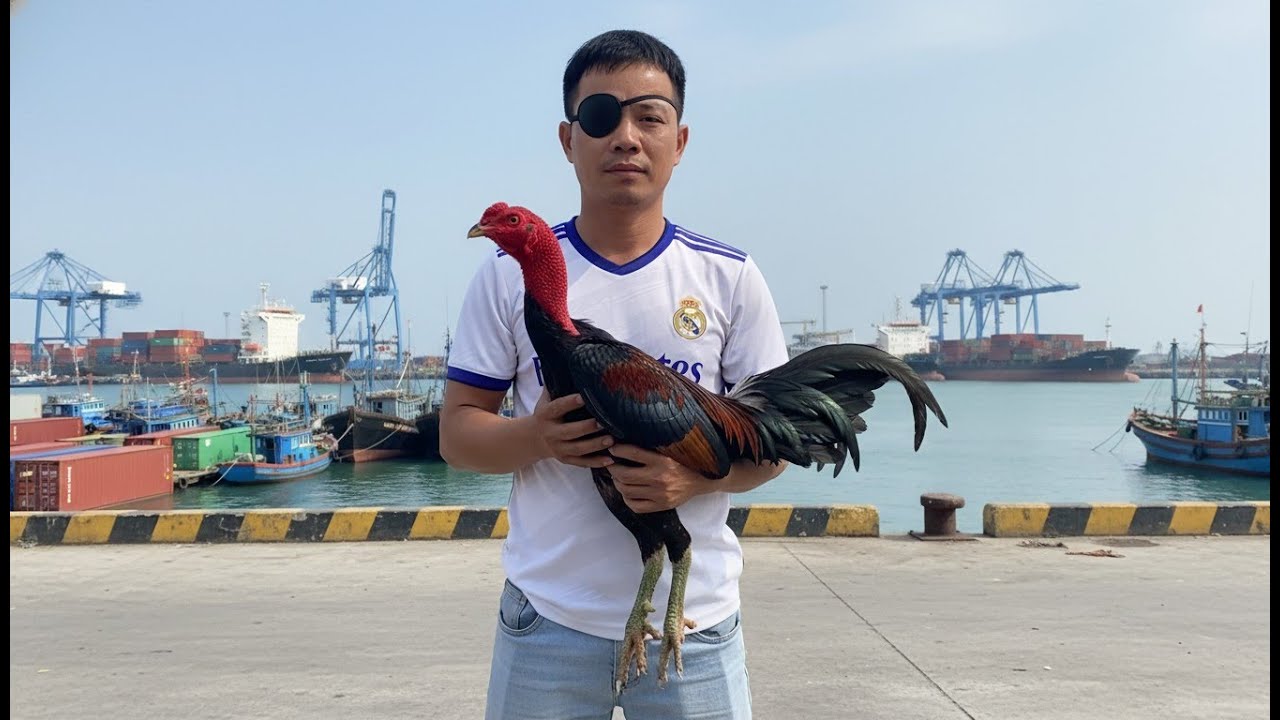 Truyện gà chọi full hay mới nhất 2026: Sư Kê Mù và thần kê thanh long_chấn động giới sư kê miền bắc