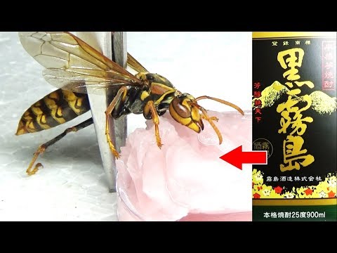 「蜂の1刺し実わ怖い」糞盛るもといフンメル(^.^;　残りモノ　パートⅣ 蜂の1刺し実わ怖い」糞盛るもといフンメル(^.^; 残りモノ パート