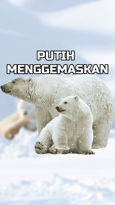 BERUANG KUTUB SEPERTI MARSHMALLOW 🤣