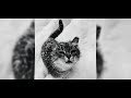 Videoclub - Roi (Instrumental) - { Slowed to Perfection + Soft Reverb }