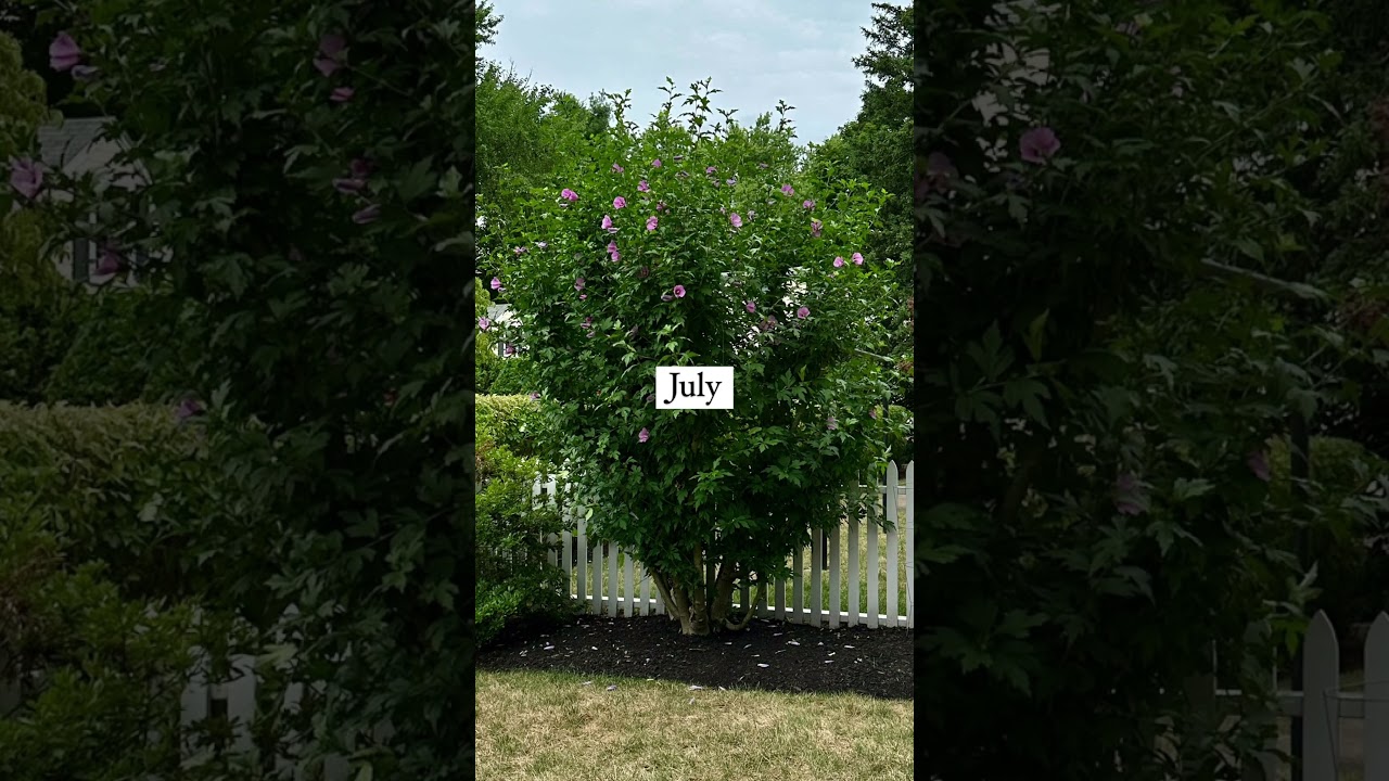 When Do You Prune Rose Of Sharon? Don't Sweat it!