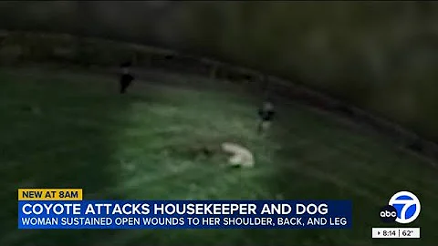 Coyote caught on video attacking housekeeper and family dog