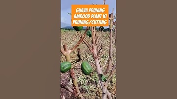 Guava pruningAmrood plant ki pruning/cutting