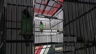 Download Lagu Cucak Ijo Gacor Full Tembakan Jinjing Petulak #kicauburungid #kicaumania MP3 Download Lagu Cucak Ijo Gacor Full Tembakan Jinjing Petulak #kicauburungid #kicaumania MP3