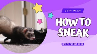 Happy Ferret Club // LETS PLAY Ferrets How to Sneak for Treasures 1
