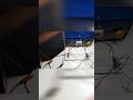 Cricket sound  #shorts #ytshorts #jhingur sound #music  #science  #experiment #Alarm #experiements