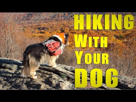 Hiking the Appalachian Trail With Your Dog