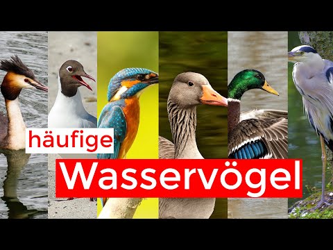 Video: Wasservögel
