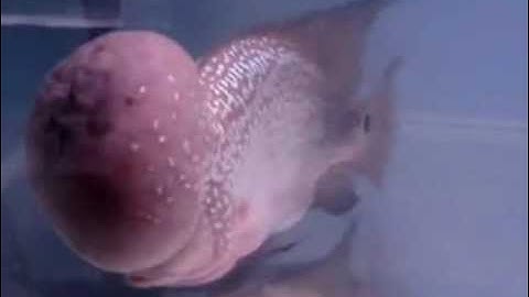 Cá La Hán Indonesian Kamfa - Thiên Đường Cá Cảnh