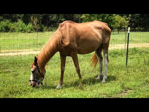 How to get a horse to gain weight.  THE EASY WAY!