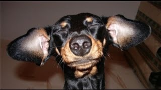 Dachshund`s world #5 В мире такс №5. Лучшие приколы про такс. Dachshund`s world #5 В мире такс №5. Лучшие приколы про такс.