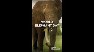World Elephant Day | Amrita School of Nanosciences and Molecular Medicine