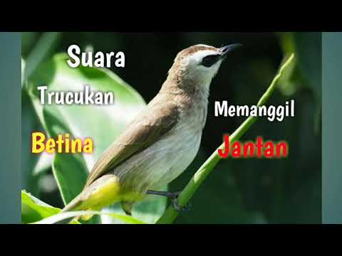 Suara Trucukan Betina Memanggil Jantan Mp3 || Master Kicau