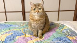 和室で寝ようとしたら猫が布団を占領して全然退いてくれない...