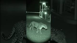 CCTV Camera Captures a Leopard Near the National Park Gate at Night01:00 AMDate: February 23, 2026