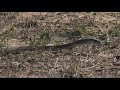 Safari Live : Dwarf Mongoose alarming to a Black Mamba Snake on drive this morning Nov 14, 2017