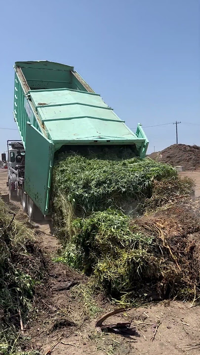 Marijuana Farm rolloff #weed #marijuana #420 #garbagetruck