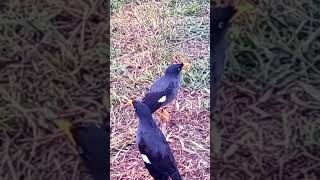 Download Lagu pikat JALAK KEBO,panggilan untuk jalak kebo liar terbukti langsung turun MP3