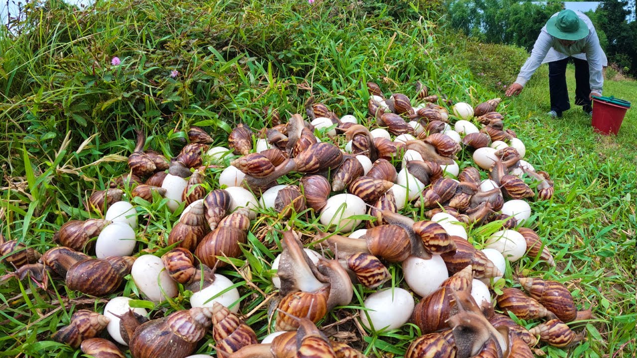 Thousands of Snails Found in the Garden! 🐌🥚