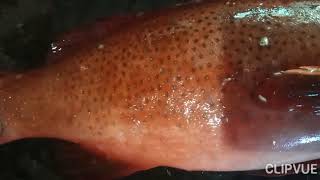 Download Lagu Sunu Macan merah MP3