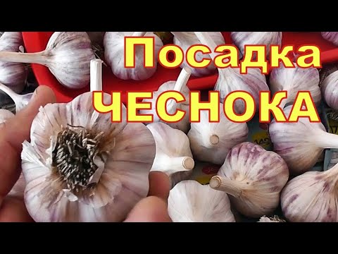 Осенняя ПОСАДКА озимого ЧЕСНОКА для крупных головок - Смотреть видео с Ютуба без ограничений