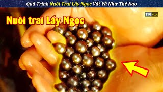 Review Quá Trình Nuôi Trai Lấy Ngọc Kiếm Trăm Triệu Mỗi Tháng