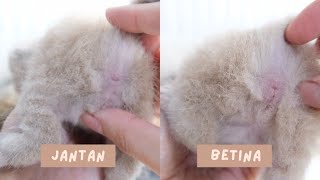 CARA MEMBEDAKAN JENIS KELAMIN BAYI KUCING by Drh. Lavinta Viena 48,865 views 2 years ago 4 minutes, 16 seconds