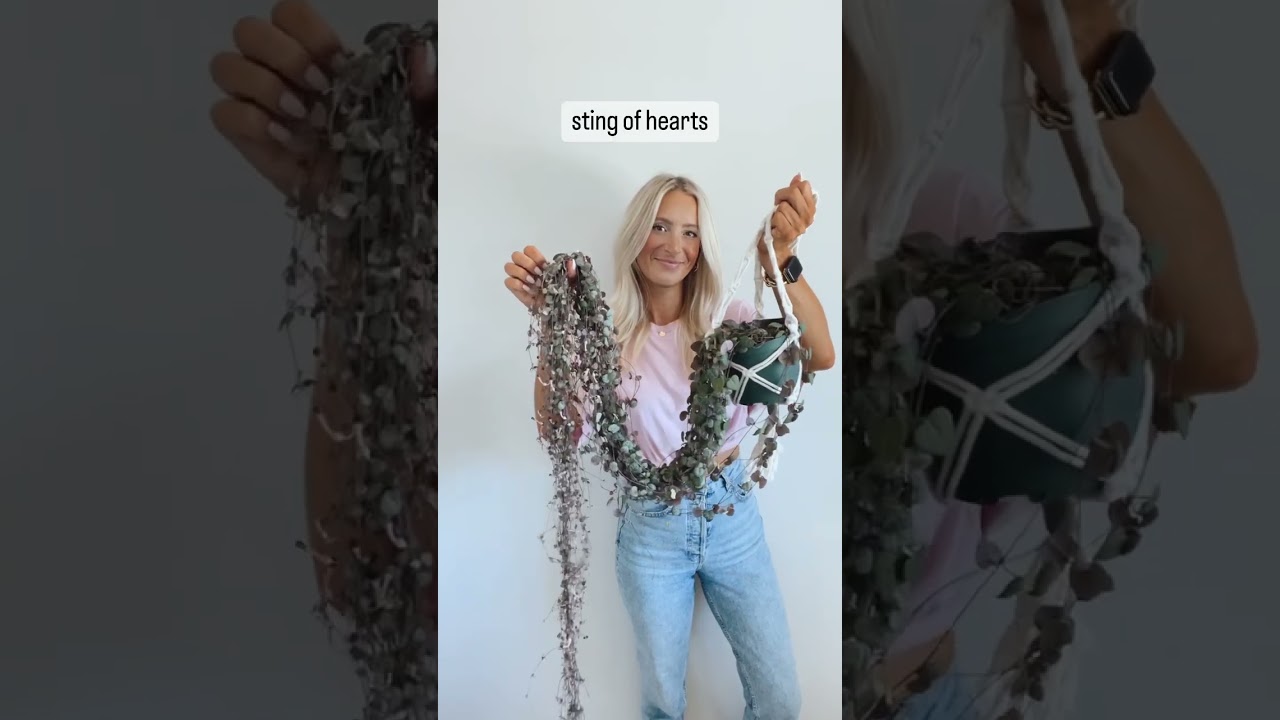 Create an indoor jungle with these 5 plants! 🪴