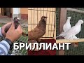 БРИЛЛИАНТ. Узбекские двухчубые голуби. Tauben. Pigeons