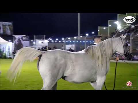 N 185 AL MALIKAH DSA   Manda Arabian Horse Show   Mares 7 8 Years Old Class 19