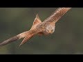 Red Kites in flight/ close up