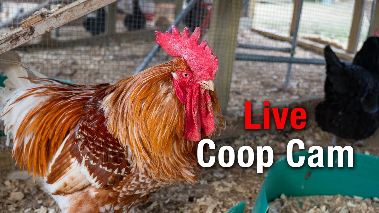 LIVE 24/7 Chicken Coop Cam | Calm Coop Watch (Day & Night)