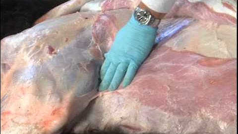 Multiple Injections - Injection Site Demonstration (BQA)