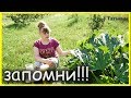 ЗАПОМНИ!!! 5 ПРИЧИН почему ЗАГНИВАЮТ ЗАВЯЗИ У КАБАЧКОВ, и что делать?