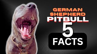 Meet the German Pitbull