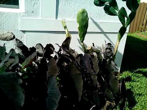 bassrush Black magic plant & Cactus Nopal landscape