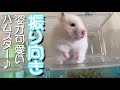 振り向き様が可愛いハムスター♪hamster #Shorts