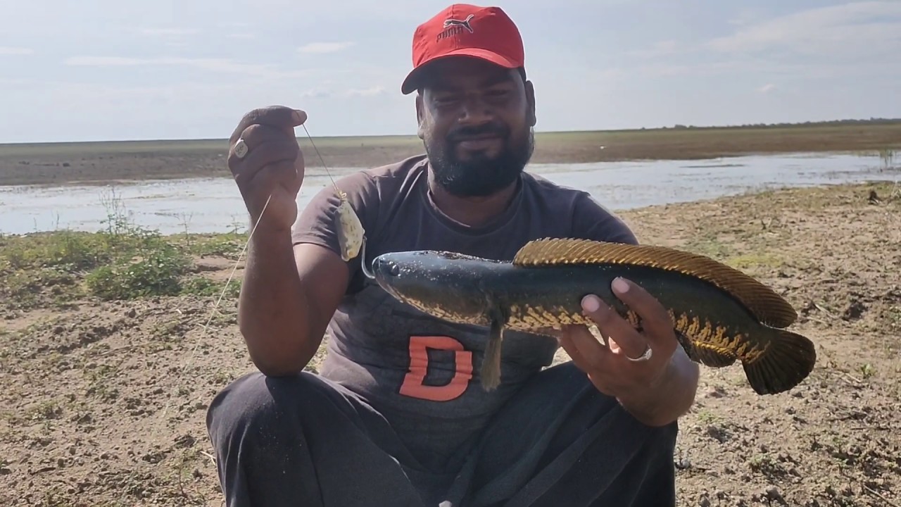 Sanak head fish big raho fishing Hyderabad - YouTube