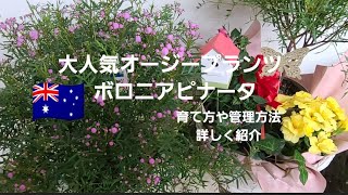 初めてのガーデニング 大人気オージープランツ ボロニアピナータの育て方や管理方法などを詳しく紹介しました Youtube